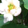 菩提行6688平安