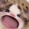 盐盐盐甜