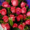 DXSBinK