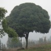 旭东花木百货炉具