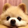 蛋撻