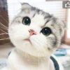 貓小手