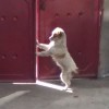 大鬧西游
