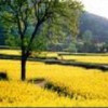 遍野金黃