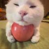 石城結真