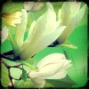 一花一葉落