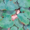 藍棠宇