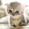 http://thirdqq.qlogo.cn/qqapp/101260148/052F565057761FA16187E4DEBD738D7C/100