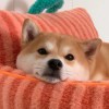http://thirdqq.qlogo.cn/qqapp/101260148/63393BA83EB188B7072C6DB5A494D28F/100