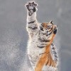 http://thirdqq.qlogo.cn/qqapp/101260148/79C130B7A4DD5B5817EC7D60CABE186C/100