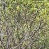 http://thirdqq.qlogo.cn/qqapp/101260148/9393BBF52F86547B8FB88BA7D1DF21A4/100