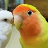 http://thirdqq.qlogo.cn/qqapp/101260148/CA81C1334D2313667AFA48225A3C4CA4/100