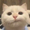 陈闻艺
