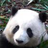 小比目鱼