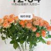 ＆無訧椛開＆