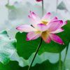 小海豚_66717577