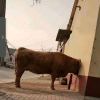 凉梦荒城废了心°