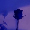 小海豚_44734317