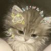 小晓的头像