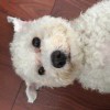 小猩猩