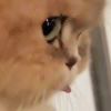 八嘎猫的头像-魔酷网