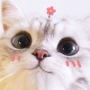user37057843的头像-iPA资源站