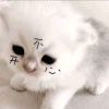 用户81023549的头像-iPA资源站