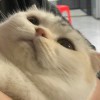 chim_636