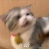 可能吧