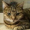 Catoverlord