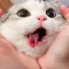 吃二蛋