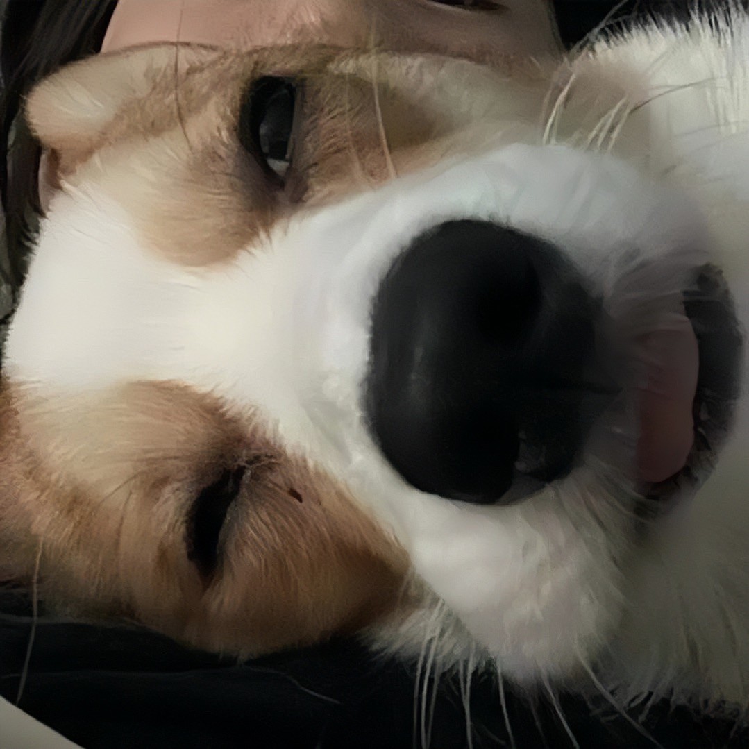 小狗