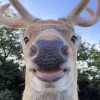 Deer鹿🦌