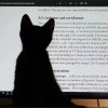 北街巷子的猫的头像-提米资源网