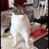 热的茶加冰