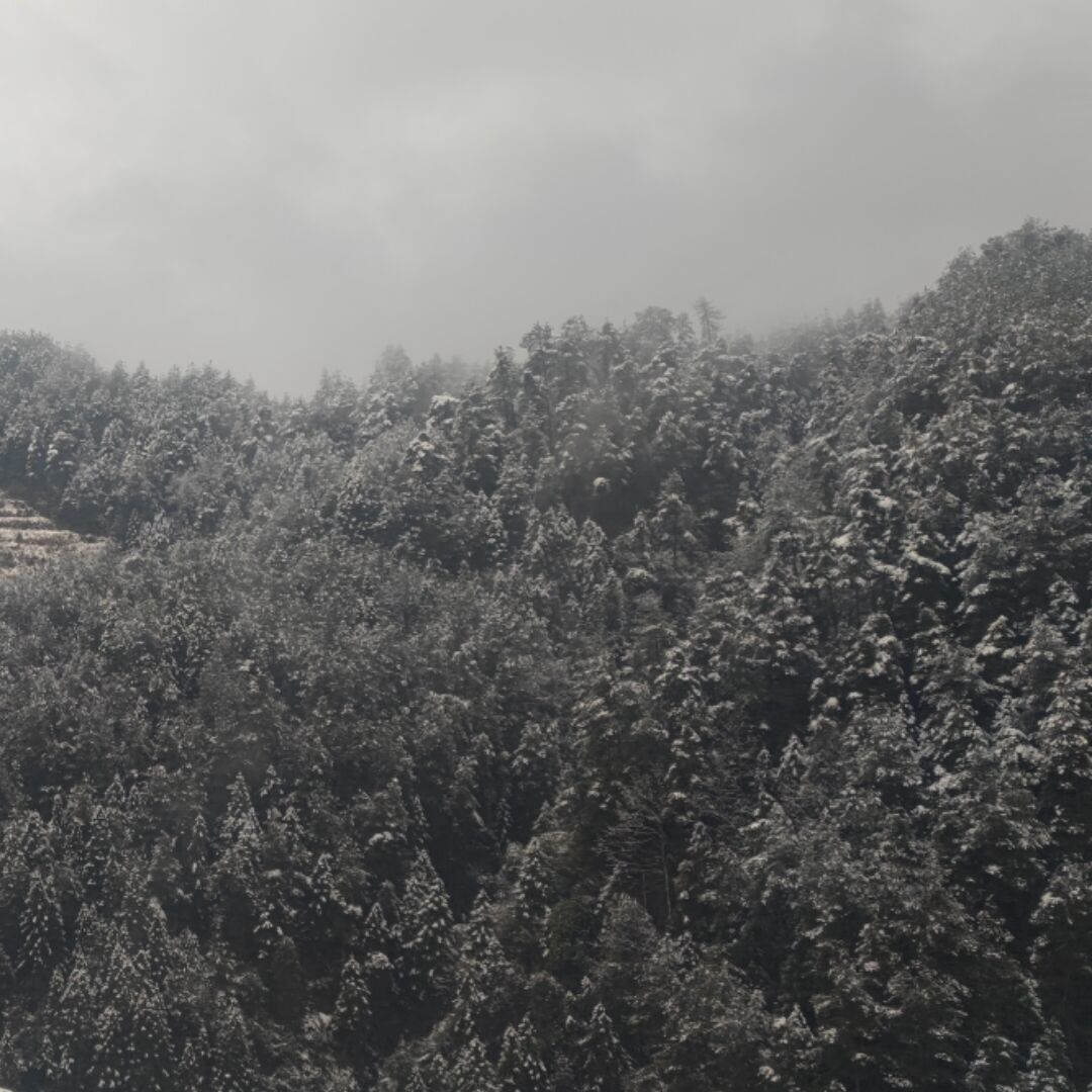 翱翔
