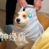 礼貌你呜