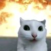 Tqazwsxedc12的头像-iPA资源站
