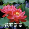花开富贵༉