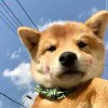 烧饼蘸酱