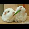 無倷