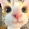 杏子ㅤ⁧~喵⁧‭