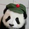 星火熊猫☭