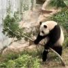 桃之夭夭，灼灼其华的头像