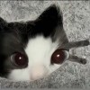 iamac的头像-iPA资源站