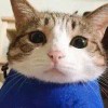 ㅤㅤ雷霆嘎巴