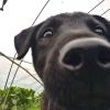桦树烨烨
