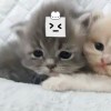 用户25272281的头像-iPA资源站