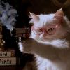 橘色的猫