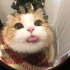言欢的头像-iPA资源站